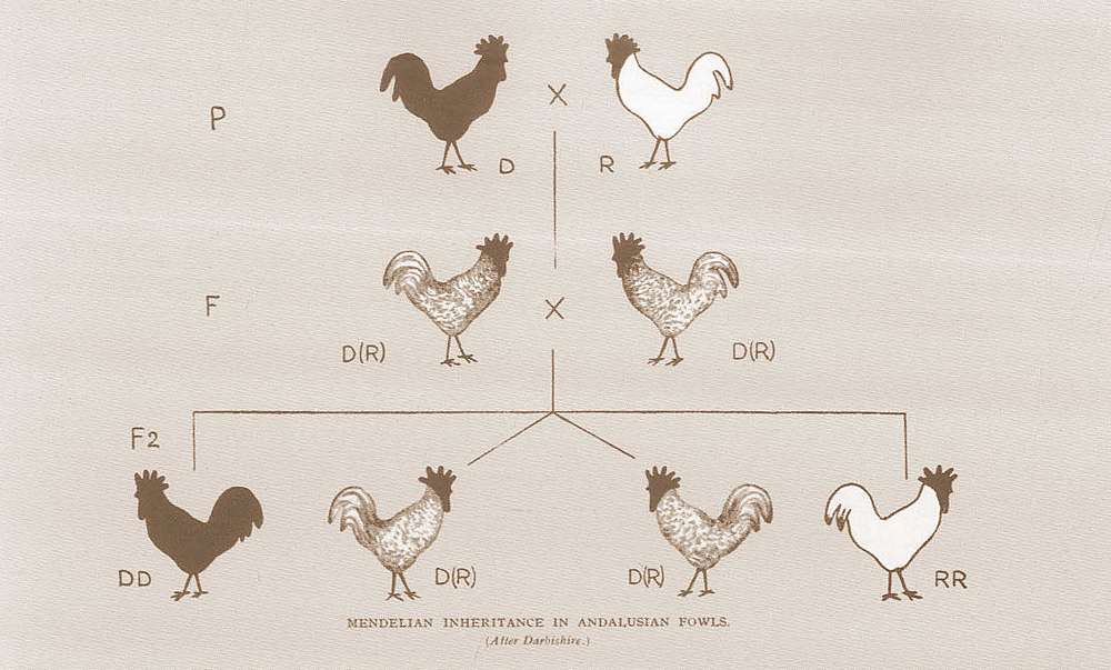 Mendelian Inheritance in Andalusian Fowls - Cross-breeding Experiments by Gregor Mendel