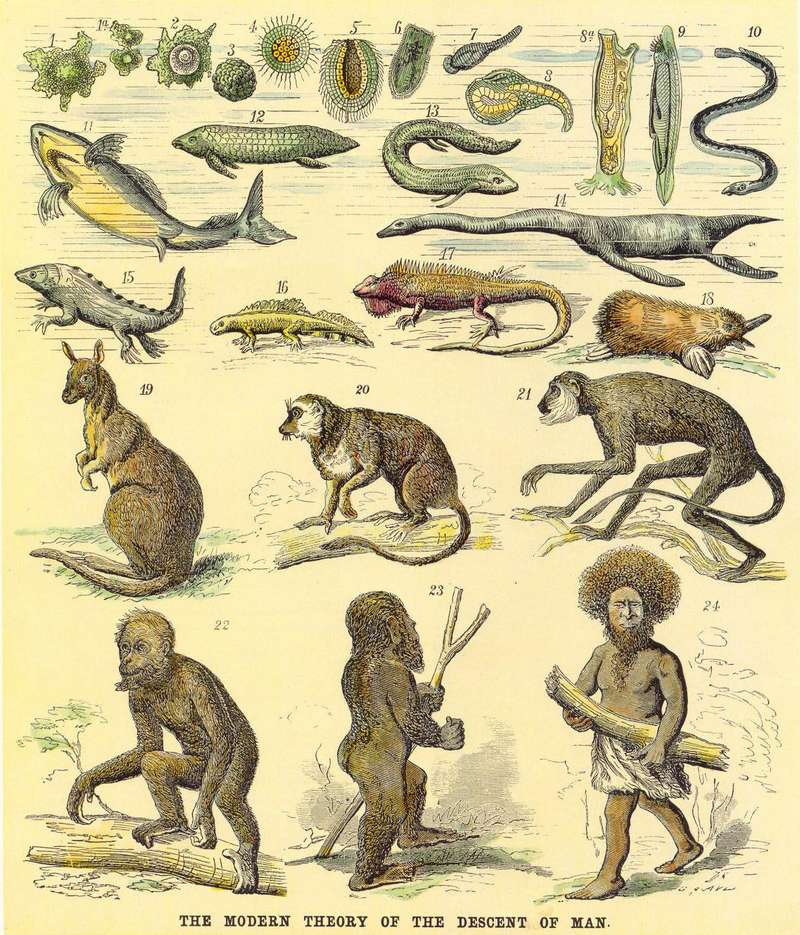 Theory of the Descent of Man - Darwin's Theories of Evolution